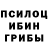 Псилоцибиновые грибы Psilocybine cubensis Yasar Elsoy